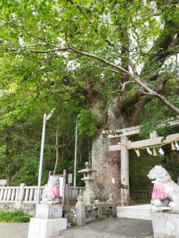 仁井田神社のクスノキ
