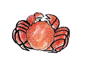 コラムイラスト