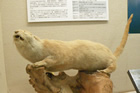 四万十市立郷土資料館に保管されているニホンカワウソの標本
