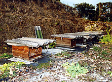 �R�ԕ��ōs���Ă���{�I�i�j�ؐ��Łj