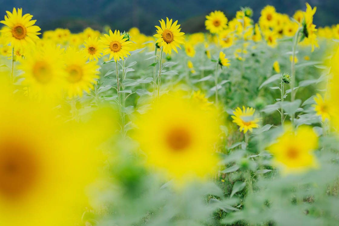 「良い酒を届ける」