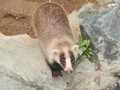 ニホンアナグマのスエコ