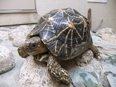 ホシガメの写真