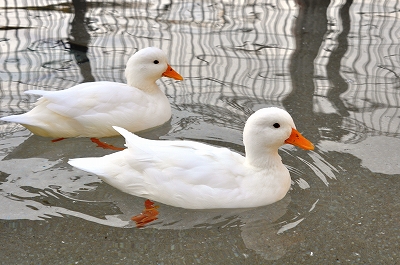 東京限定 ☆【アヒル・コールダック用飼育飼料】10kg水禽・カモ用 - 鳥用品