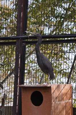 �N���T�M�̎ʐ^