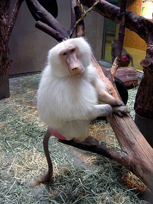 マントヒヒの写真