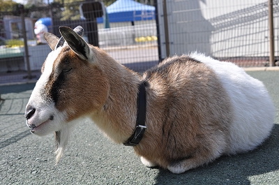 トカラヤギの写真