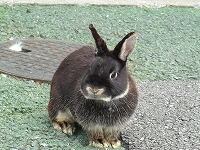 ウサギ4の写真