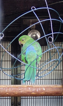 キンショウジョウインコ