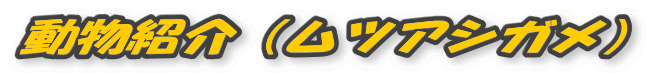 ЉicAVKj