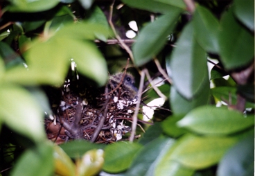 キジバトの巣
