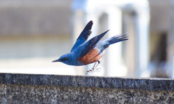 フィールドワークの様子