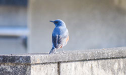 フィールドワークの様子