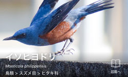 フィールドワークの様子