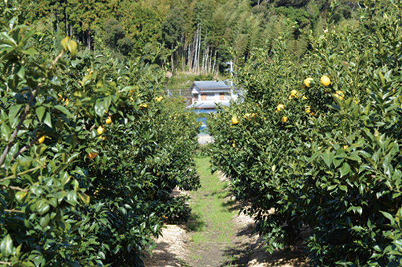 北川村