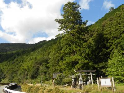 八坂神社の杉の大木