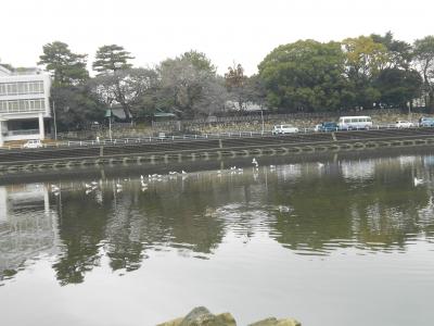 山内神社前のゆりかもめ