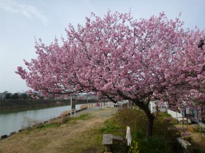 雪割り桜