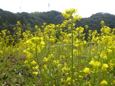 菜の花