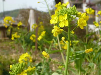 菜の花