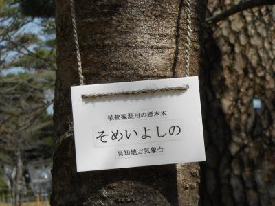 桜の標本木②