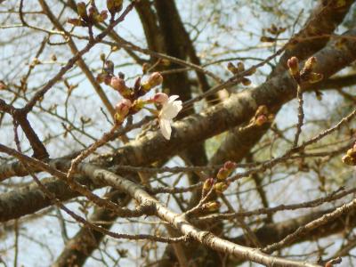 桜の蕾