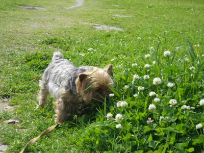 犬