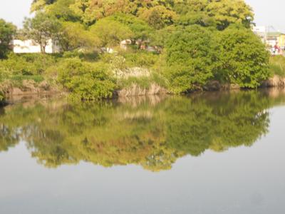 鏡川と河畔の木々