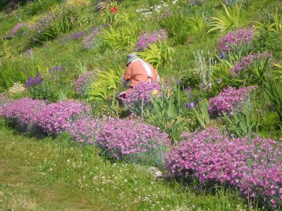 土手沿いのお花