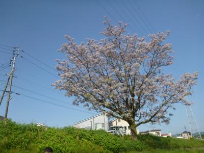 桜センダン