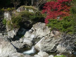 もみじと鏡川