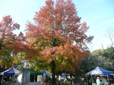 森のこども祭