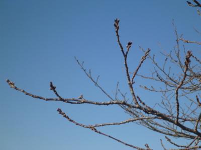 桜のつぼみ