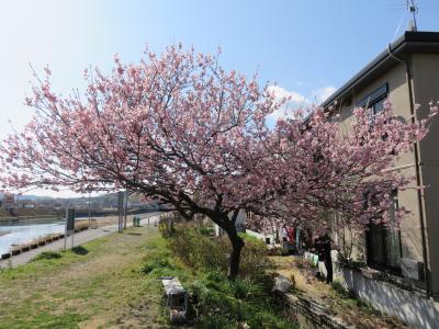 雪割桜