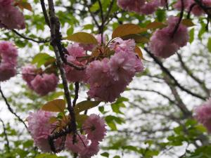 八重桜