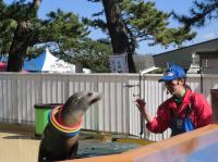 桂浜水族館アシカの写真