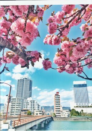 八重桜の咲く頃に