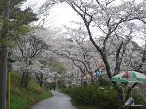 桜並木