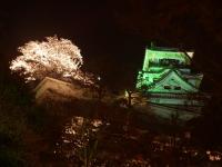 夜の高知城と桜の写真