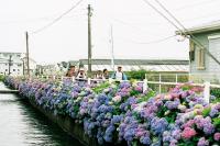 あじさい街道の写真