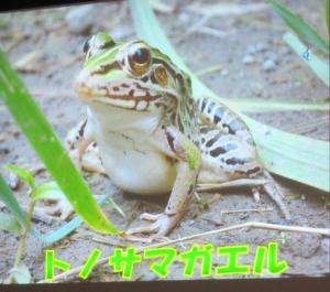 トノサマカエルの写真です