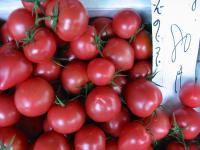 薊野トマトの写真