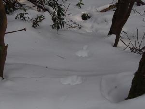 動物の足跡の写真です