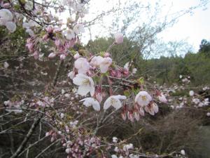 桜の写真です