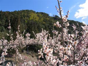 梅林の白い花の写真