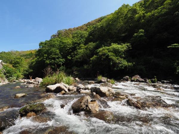 水源かん養林から流れ出る川の様子