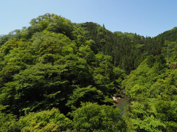 水源かん養林の様子