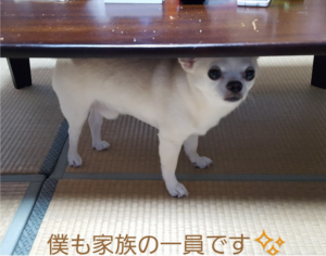 特別賞　ペットの犬が、机の下でシェイクアウトをしている様子