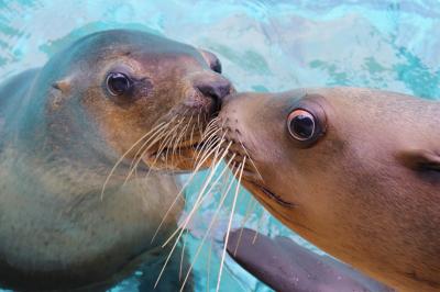 桂浜水族館２