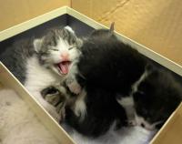 小動物管理センターに持ち込まれる乳飲み子猫